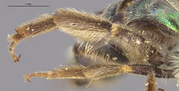 Media type: image;   Entomology 548 Aspect: Leg hind